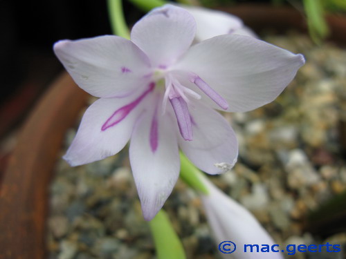 Gladiolus geardii